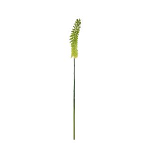 Rogue Torch Lily Stem Yellow 6x6x87cm