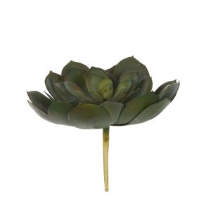 Rogue Echeveria Loose Green 20x20x18cm