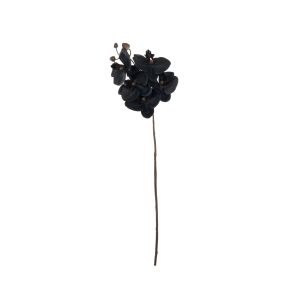 Rogue Phalaenopsis Stem Black 13x7x56cm