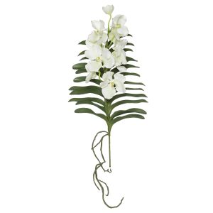 Rogue Black Label RB Grand Vanda Orchid Plant White 35x28x71cm