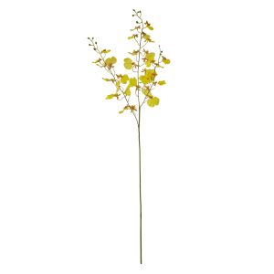 Rogue Dancing Orchid Yellow 98cm