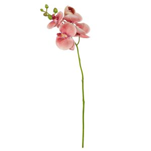 Rogue Phalaenopsis Orchid Burnt Orange 50cm