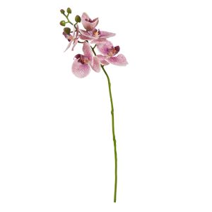 Rogue Phalaenopsis Orchid Purple 50cm