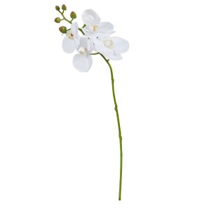Rogue Phalaenopsis Orchid White 50cm