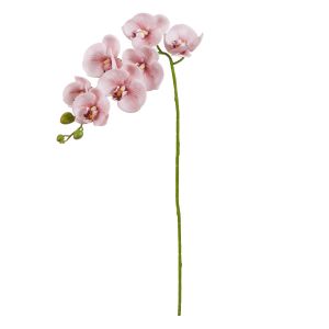 Rogue Phalaenopsis Orchid Pink 76cm