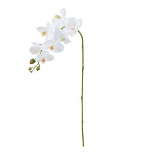 Rogue Phalaenopsis Orchid White 76cm