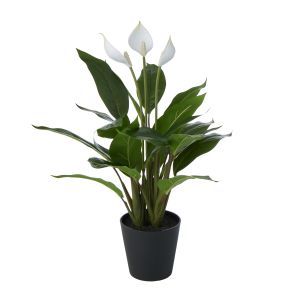 Rogue Peace Lily in Pot Green 30x30x53cm