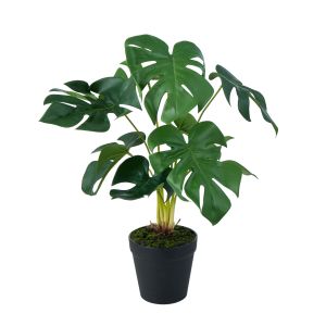 Rogue Monstera Plant Green 38x38x43cm