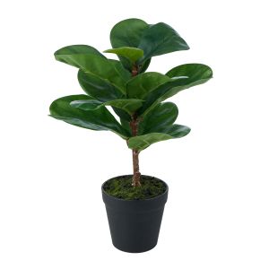 Rogue Ficus Plant Green 26x26x36cm