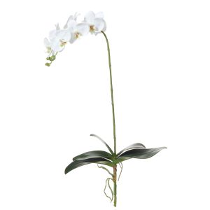 Rogue Deluxe Phalaenopsis Plant White 40x10x78cm