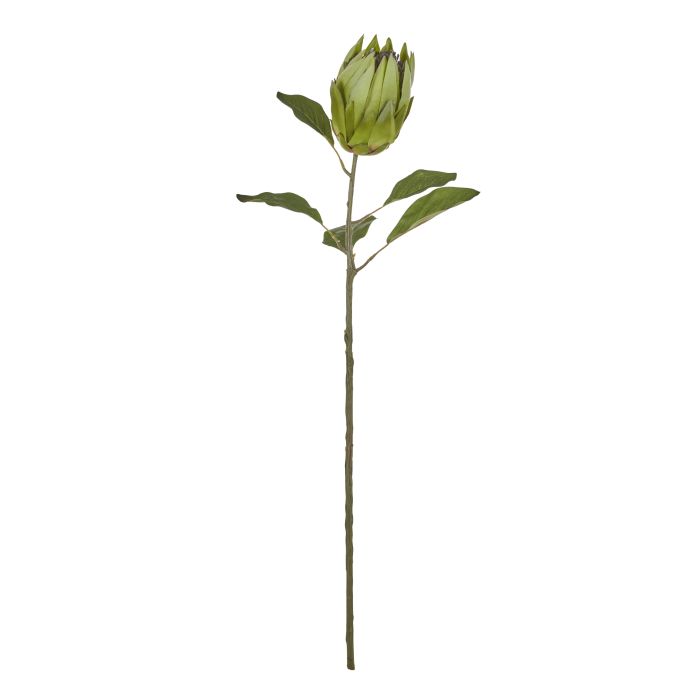 Protea Stem | Floral Stems | Rogue