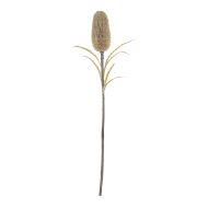 Rogue Dried Look Banksia Stem Beige 20x20x64cm