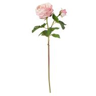 Rogue English Rose Stem Pink 18x18x48cm