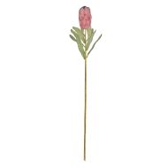 Rogue Australis Protea Stem Pink 79x18x8cm