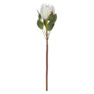 Rogue King Protea Stem Cream 14x14x72cm