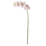 Rogue Phalaenopsis Stem Soft Pink 88x20x9cm