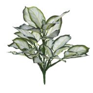 Rogue Dieffenbachia Bush White/Green 40x40x50cm