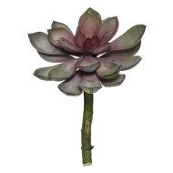 Rogue Chroma Echeveria Green/ Burgundy 15x15x20cm