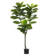 Rogue Giant Fiddle Tree Green 80x60x150cm