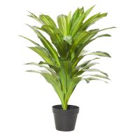 Rogue Dracaena Plant-Garden Pot Variegated/Black 65x65x80cm