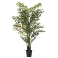 Rogue Areca Palm Green 120x120x213cm
