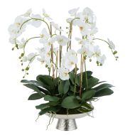 Society Home Grand Phalaenopsis Plant-Antique Silver Platter White & Silver 64x55x84cm