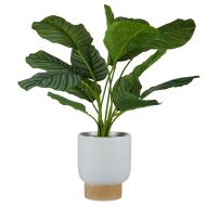 Rogue Calathea Plant-Zimri Pot White 48x70x59cm