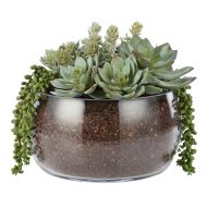 Rogue Succulent Mix-Scarlett Bowl Green/Glass 34x30x29cm