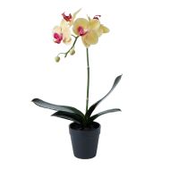 Rogue Phalaenopsis Plant-Garden Pot Yellow/Black 22x24x45cm