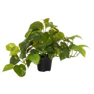 Rogue Pothos-Garden Pot Variegated/Black 50x30x30cm