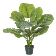 Rogue Calathea Plant-Garden Pot Variegated/Black 50x50x64cm