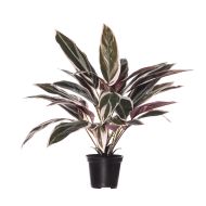 Rogue Cordyline Plant-Garden Pot Pink/Green 40x40x45cm