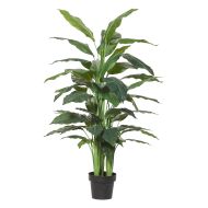 Rogue Spathiphyllum Plant-Garden Pot Green/Black 95x95x145cm