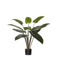 Rogue Philodendron Congo Plant-Garden Pot Green/Black 80x80x95cm