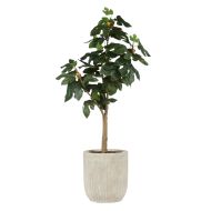 Rogue Fig Tree-Rennes Pot Green & Purple 63x63x121cm