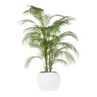 Rogue Phoenix Palm-Lyon Organic Planter Green & White 75x75x110cm