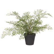 Rogue Maiden Hair Fern-Garden Pot Green & Black 44x46x38cm