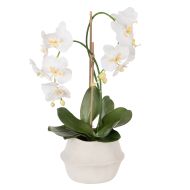 Rogue Phalaenopsis Plant-Maliah Pot White 32x39x61cm