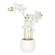 Rogue Phalaenopsis Orchid-Tub Pot White 32x20x48cm