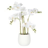 Rogue Phalaenopsis Orchid-Tub Pot White 42x35x56cm