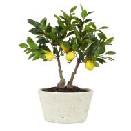 Rogue Lemon Tree-Rustic Stone Look Green 64x64x72cm