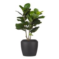 Rogue Giant Fiddle Plant-Vienna Planter Green 60x62x100cm