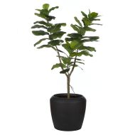 Rogue Giant Fiddle Plant-Vienna Planter Green 90x74x153cm