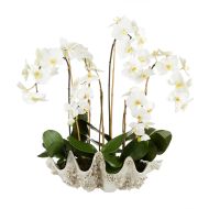 Rogue Phalaenopsis-Seychelles Clam White 75x75x75cm