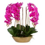 Rogue Phalaenopsis Orchid-Metal Bowl Pink 74x74x70cm