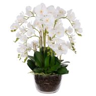 Rogue Phalaenopsis-Classic Bowl White & Green 67x65x75cm