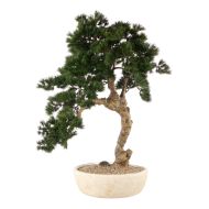 Rogue Pine Bonsai Large Textured Cement Pot Green 50x39x55cm