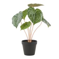 Rogue Matuda Anthurium-Garden Pot Green 30x30x39cm