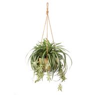 Rogue Spider Plant-Dansk Hanging Bowl Green & White 48x48x64cm