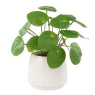 Rogue Pilea Plant-Gianna Pot Green 24x24x24cm